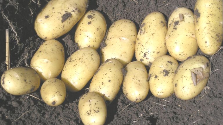 patata tardia cultiva en papas de aqui Solanum en otoños