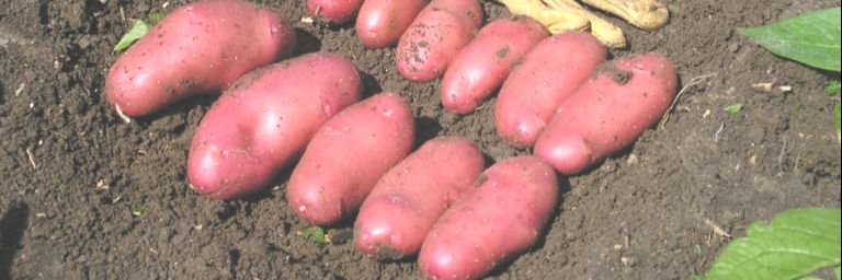 patata media estacion cultivadas en papas de aqui solanum, en los meses de verano.